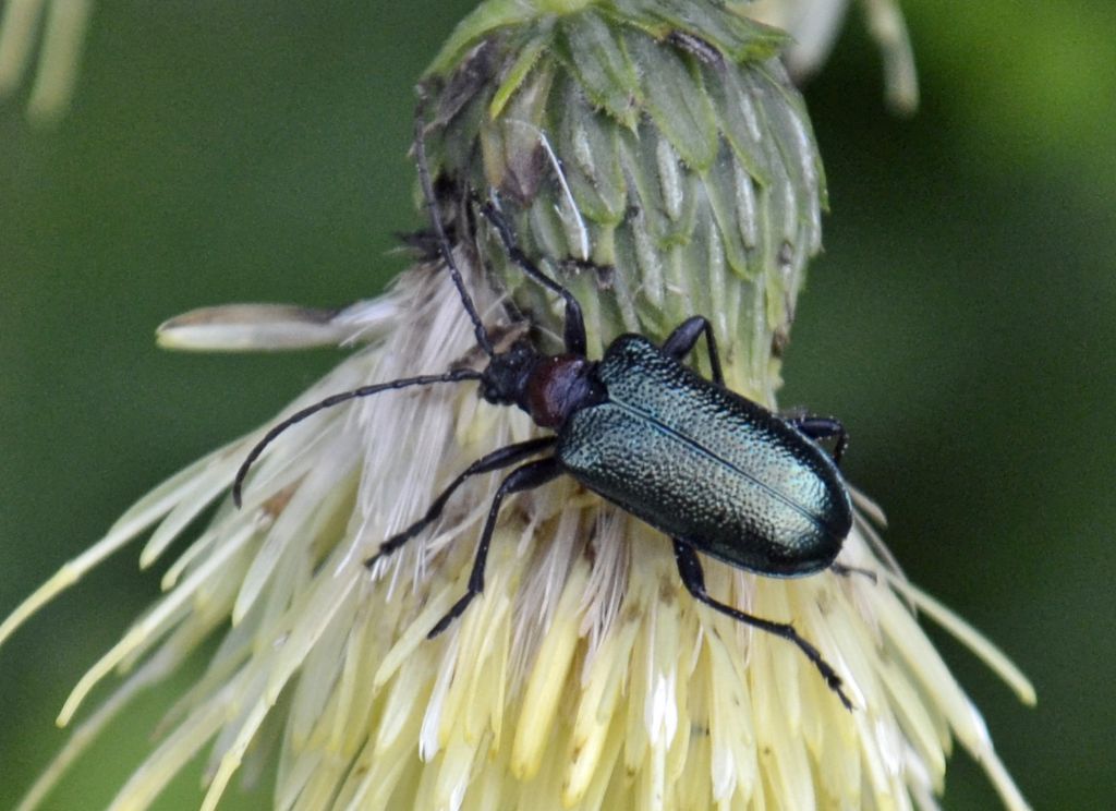 Gaurotes? - Gaurotes virginea (Cerambycidae)